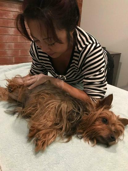 Dog massage, arthritis in dogs
